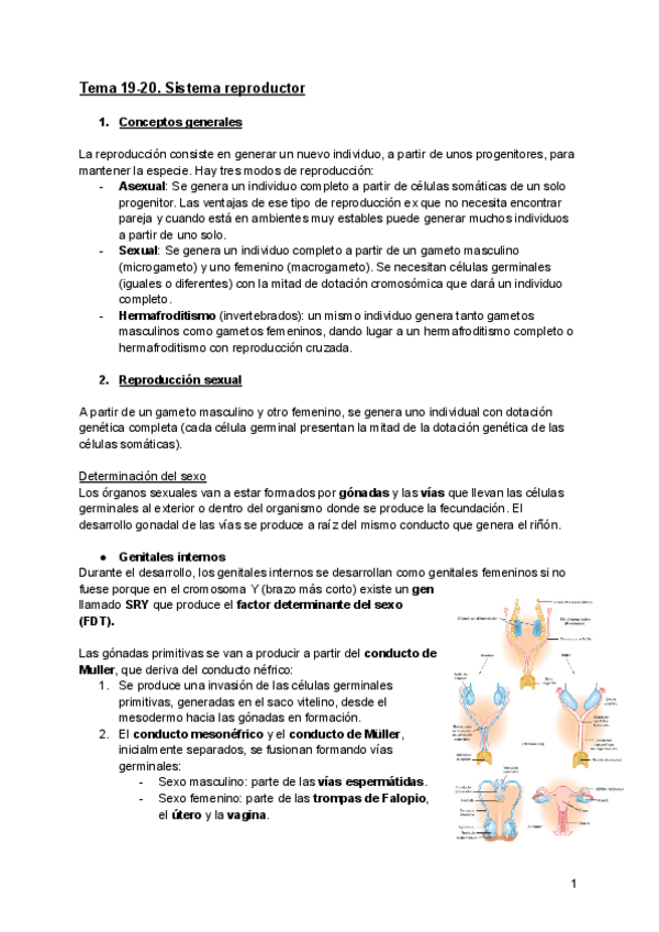Miniatura del documento Tema-19-y-20.-SISTEMA-REPRODUCTOR.-Organografia.pdf
