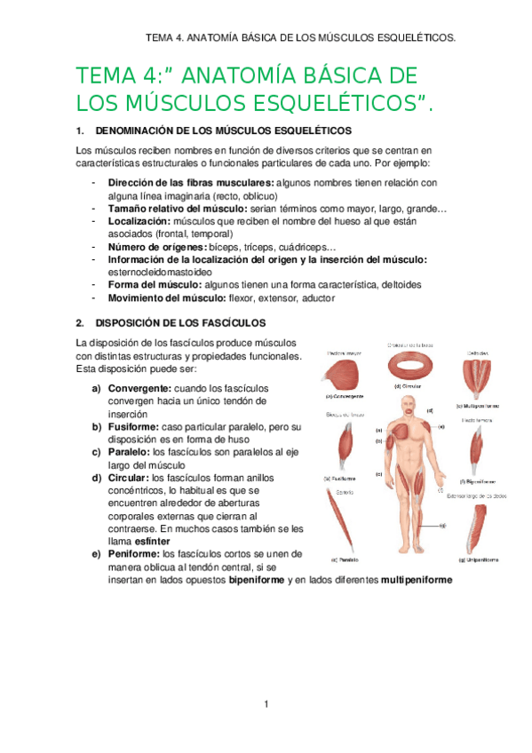 Miniatura del documento TEMA-4.-ANATOMIA-BASICA-DE-LOS-MUSCULOS-ESQUELETICOS..docx