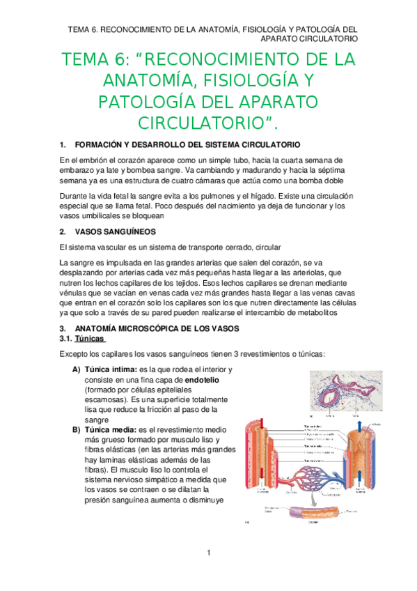 Miniatura del documento TEMA-6.-APARATO-CIRCULATORIO.docx