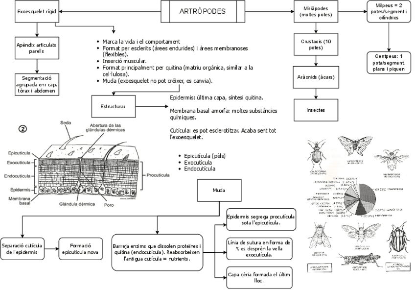 Miniatura del documento Artropodes.pdf