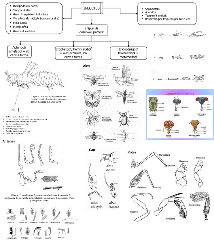 Miniatura del documento Insectes-I.pdf