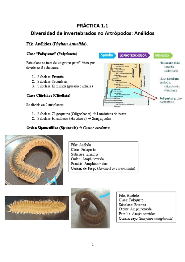 Miniatura del documento EXAMEN PRACTICAS/VISU-DIFA-COMPLETO.pdf