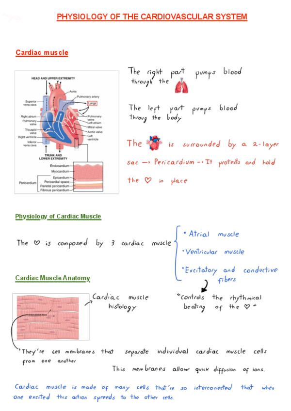 Miniatura del documento PHYSIOLOGY-OF-THE-CARDIOVASCULAR-SYSTEM.pdf