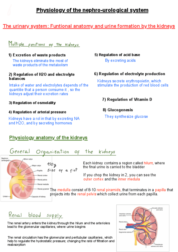 Miniatura del documento physiology-of-the-nephro-urological-system.pdf