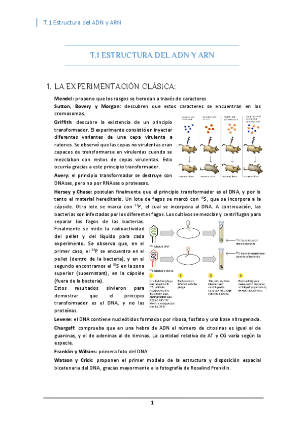 Miniatura del documento T.1-Estructura-del-ADN-y-ARN.pdf