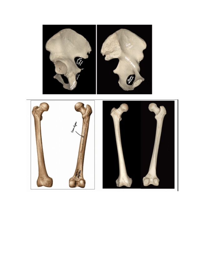 Miniatura del documento Huesos.pdf