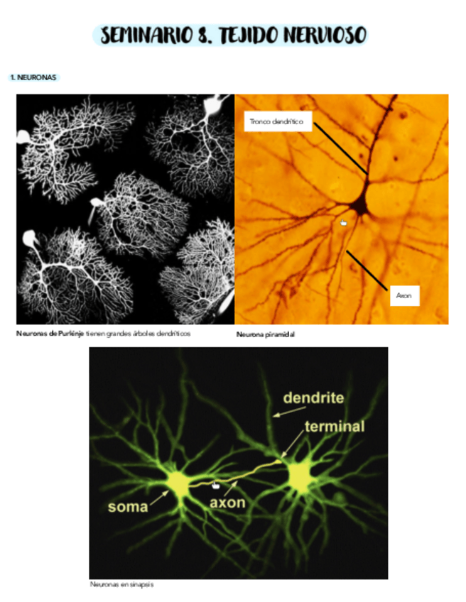 Miniatura del documento SEMINARIO-8-2.pdf