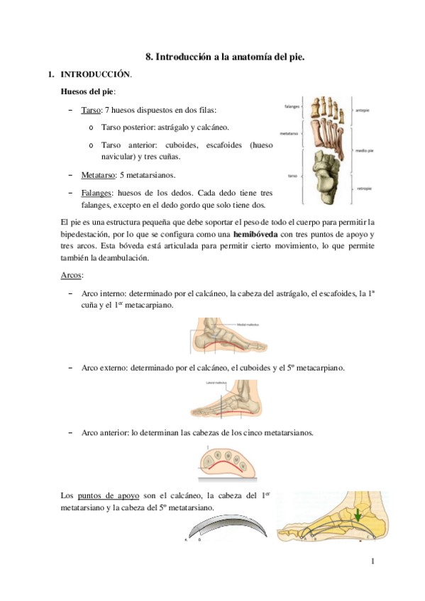 Miniatura del documento 8.-Introduccion-a-la-anatomia-del-pie.pdf