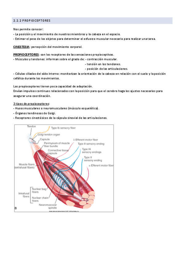 Miniatura del documento 2.2.2-Propioceptores.pdf