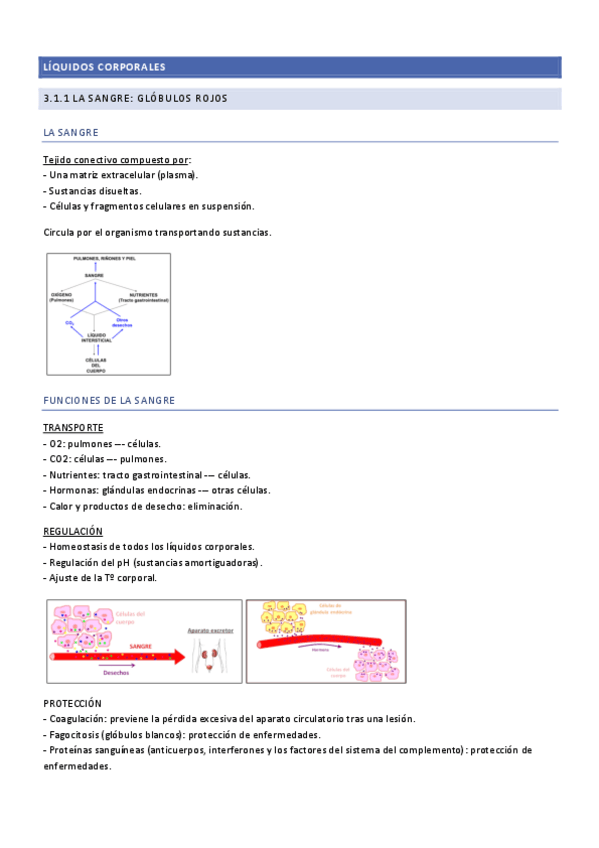 Miniatura del documento 3.1.1-La-sangre..pdf