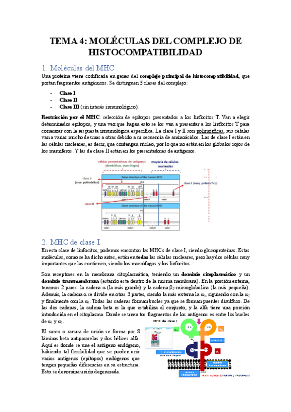 Miniatura del documento TEMA-4-MOLECULAS-DEL-COMPLEJO-DE-HISTOCOMPATIBILIDAD.pdf