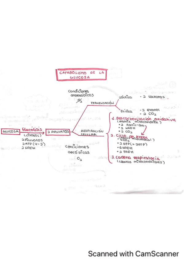 Miniatura del documento ESQUEMAS-METABOLISMO.pdf