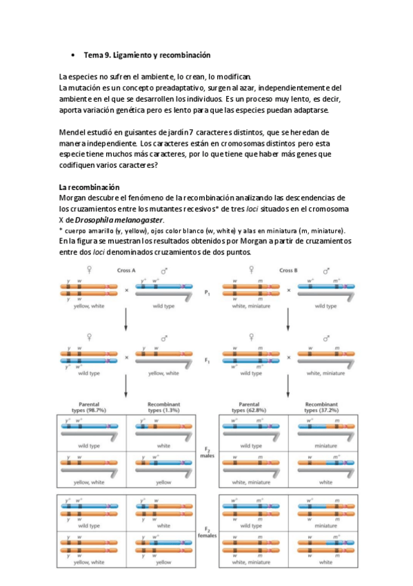 Miniatura del documento Genetica-I-Resumen-Parte-3.pdf
