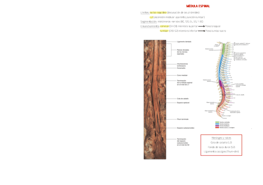 Miniatura del documento Practicas-Neuroanatomia-1.pdf