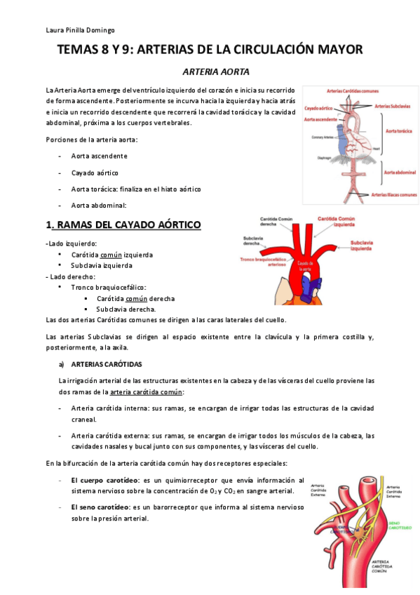 Miniatura del documento TEMA-8-y-9-Anatomia.pdf