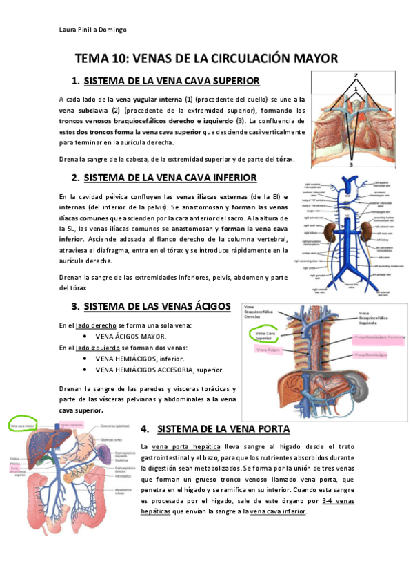Miniatura del documento TEMA-10-Anatomia.pdf