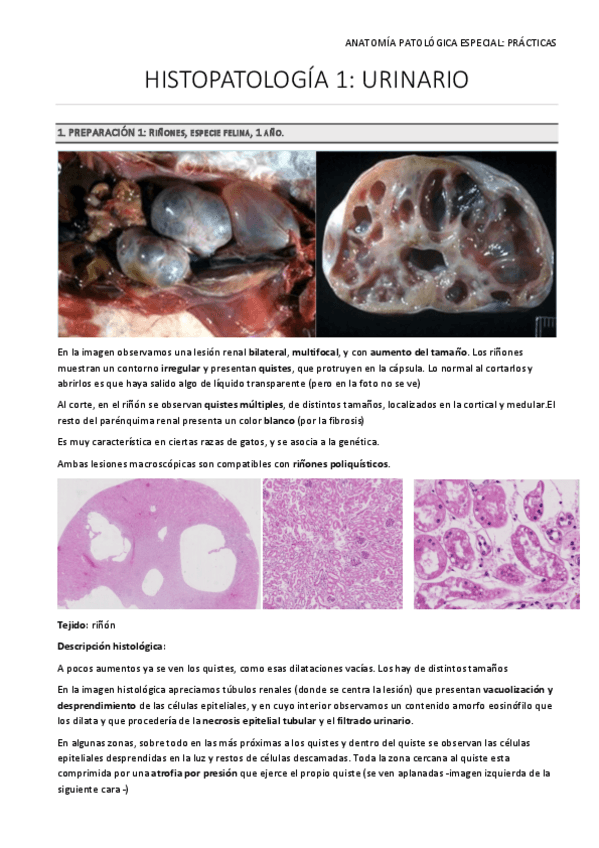 Miniatura del documento Informe-Practicas-1-2-3.pdf