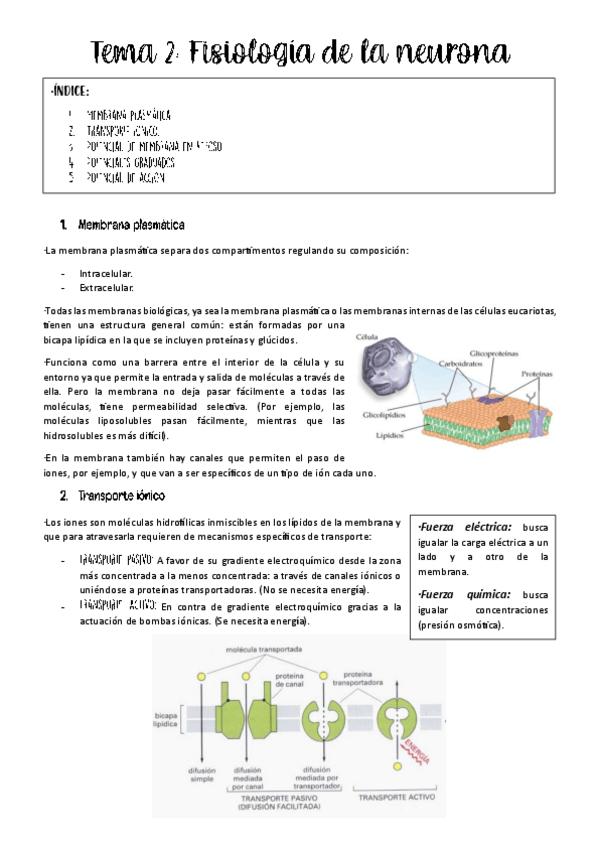 Miniatura del documento Tema-2-fisio-animal.pdf