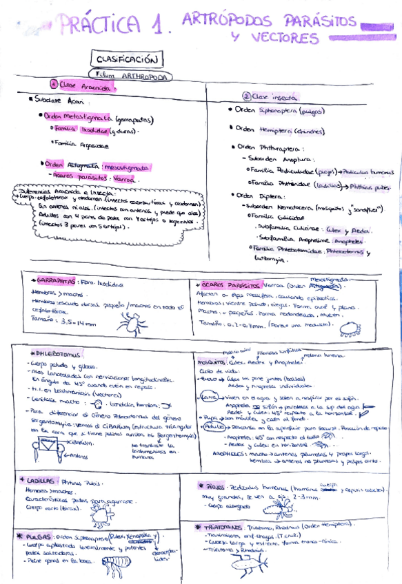 Miniatura del documento RESUMEN-PRACTICAS-PARASITOLOGIA.pdf