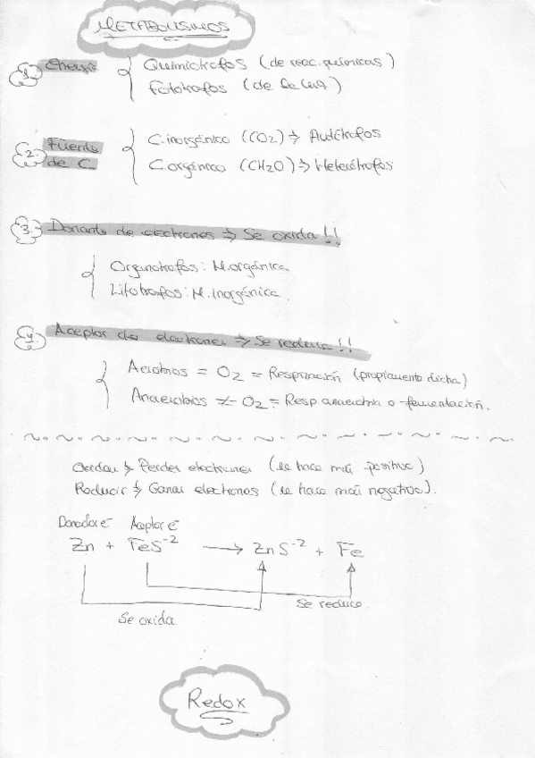 Miniatura del documento Resumen de Metabolismos.PDF