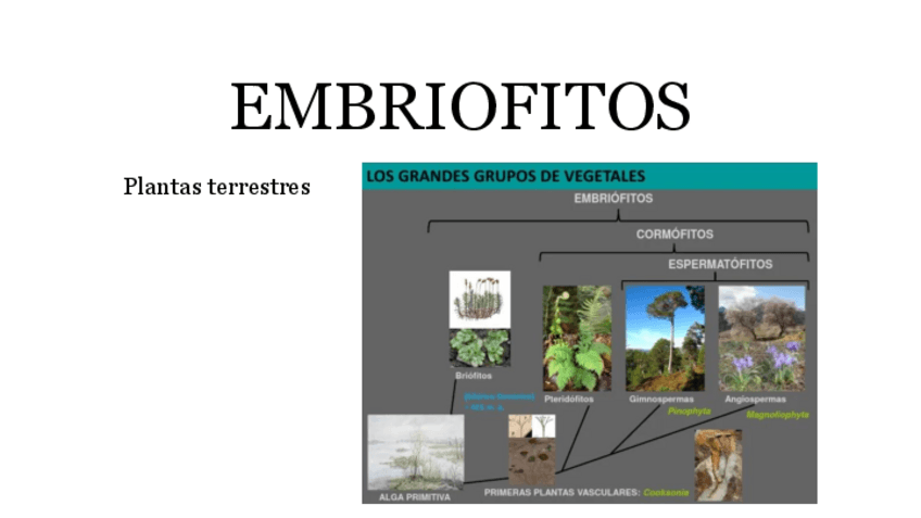 Miniatura del documento 3.-EMBRIOFITOS.pdf
