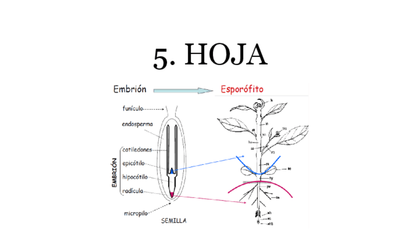 Miniatura del documento 5.-HOJA.pdf