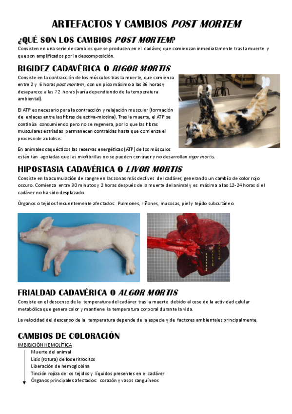 Miniatura del documento T-2.-Artefactos-y-cambios-post-mortem.pdf