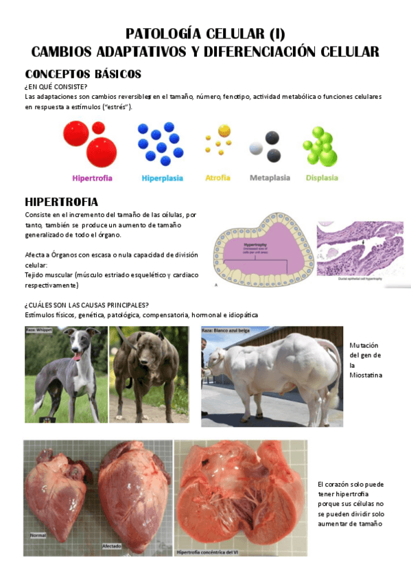 Miniatura del documento T-4.-Patologia-celular.pdf