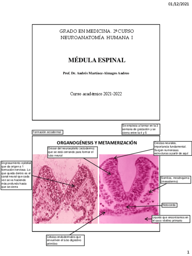 Miniatura del documento Medula-espinal.pdf
