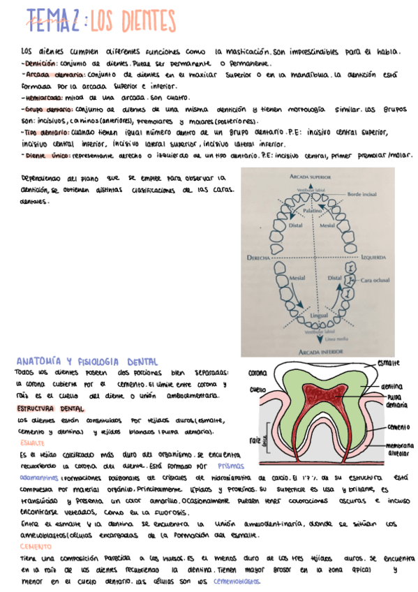 Miniatura del documento Tema-2-Los-Dientes.pdf