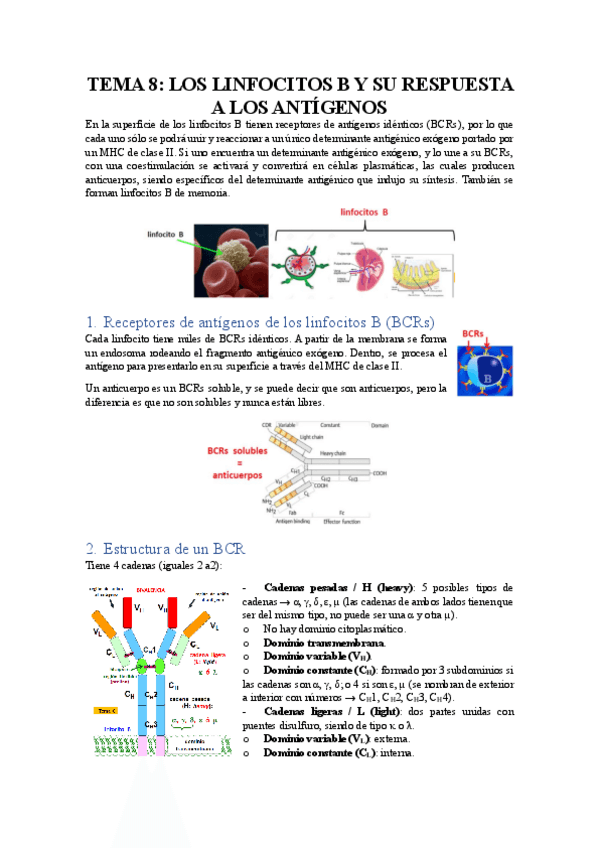 Miniatura del documento TEMA-8-LOS-LINFOCITOS-B-Y-SU-RESPUESTA-A-LOS-ANTIGENOS.pdf