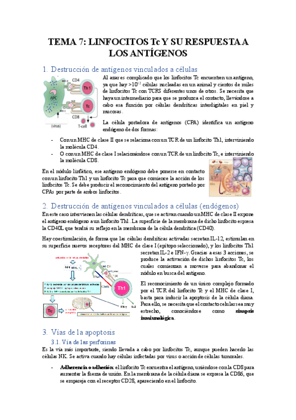 Miniatura del documento TEMA-7-LINFOCITOS-Tc-Y-SU-RESPUESTA-A-LOS-ANTIGENOS.pdf