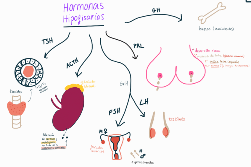Miniatura del documento ESQUEMA-DIBUJOS-3-FISIOLOGIA-S-YA.png