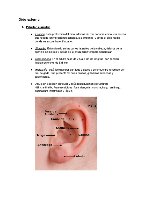 Miniatura del documento Oido-Externo.pdf
