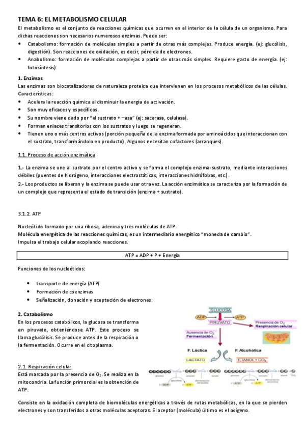 Miniatura del documento tema 6 metabolismo.pdf