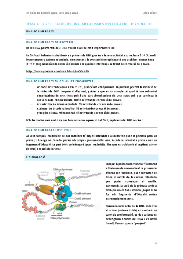 Miniatura del documento Tema-4-bloc-II-la-replicacio-del-DNA.-Mecanismes-delongacio-i-terminacio.pdf