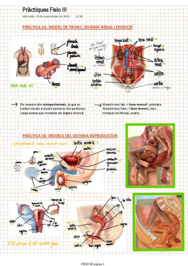 Miniatura del documento RESUM-PRACTIQUES-FISIO-III.pdf