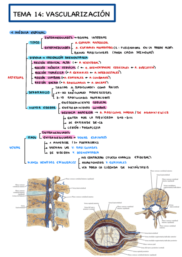 Miniatura del documento Vascularizacion.pdf