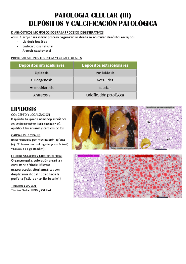 Miniatura del documento T-6.-Patologia-celular-III-depositos-y-calcificacion-patologica.pdf