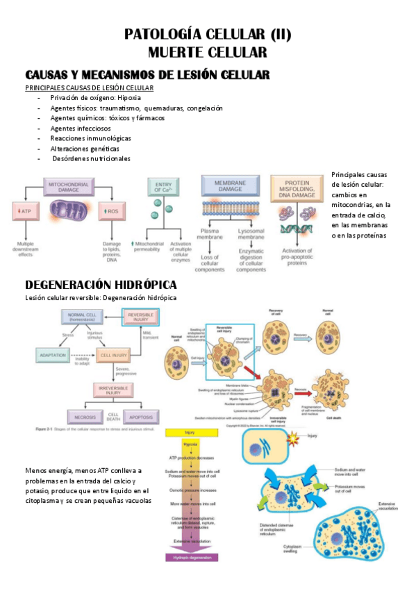 Miniatura del documento T-5.-Patologia-celular-II.pdf