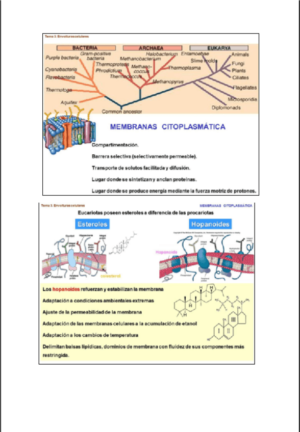 Miniatura del documento T3-micro.pdf