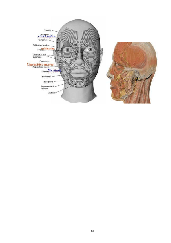 Miniatura del documento 01.-El-lenguaje-del-cuerpo-autor-Omar-Leonardo-de-Pedro-81-90.pdf