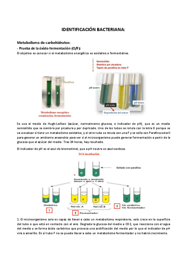 Miniatura del documento Practicas-completas-Identificación-bacteriana.pdf