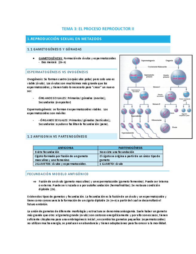 Miniatura del documento TEMA-3-EL-PROCESO-REPRODUCTOR-II.pdf