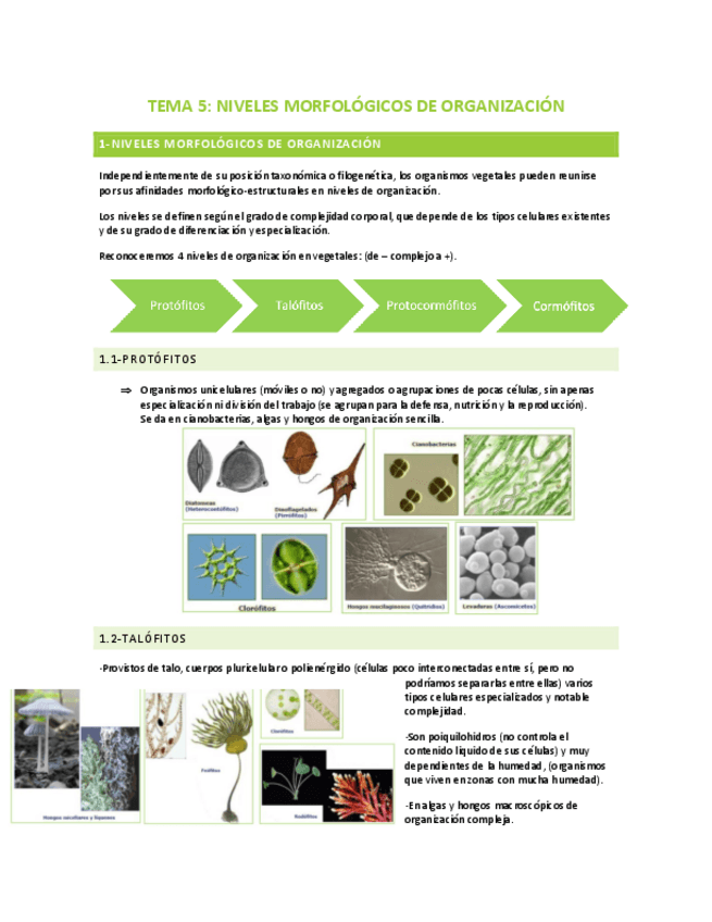 Miniatura del documento TEMA-5-NIVELES-MORFOLOGICOS-DE-ORGANIZACION.pdf