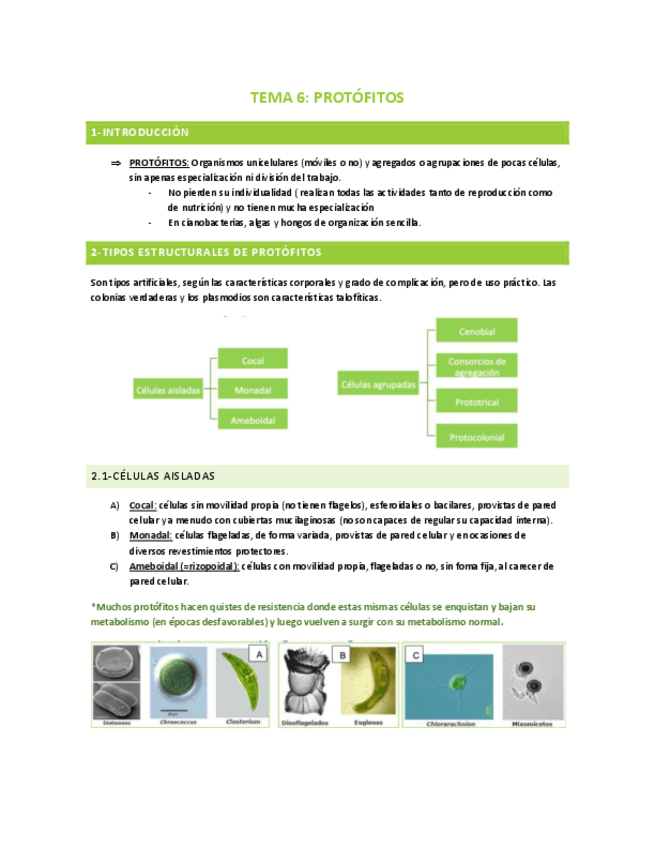 Miniatura del documento TEMA-6-PROTOFITOS-EUCARIOTAS.pdf