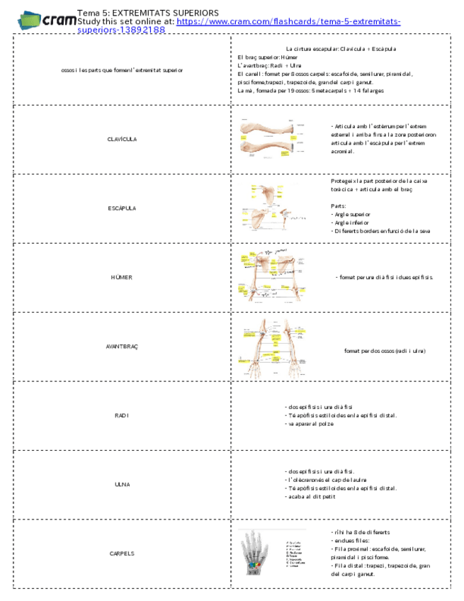 Miniatura del documento TARGETES-Tema-5-extremitats-superiors.pdf