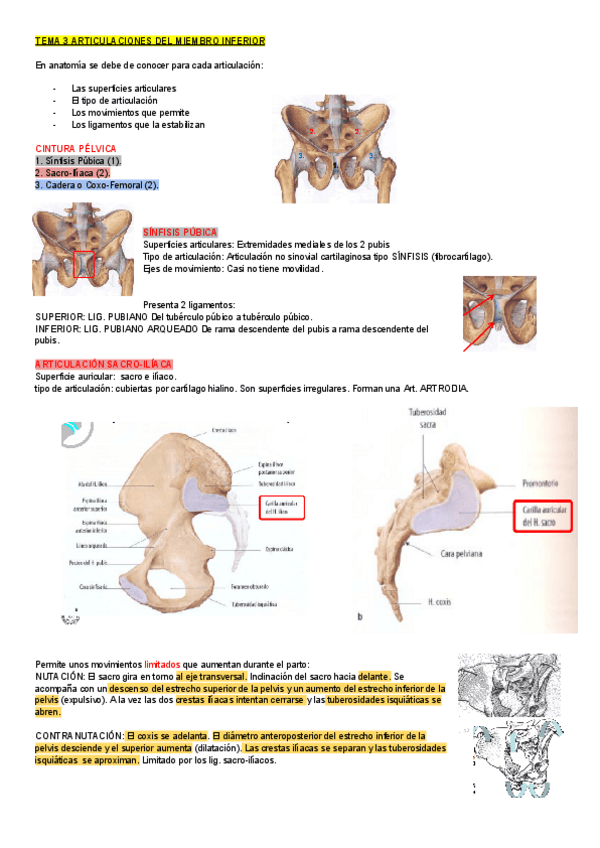 Miniatura del documento TEMA-3-ANATOMIA-ARTICULACIONES-DEL-MIEMBRO-INFERIOR.pdf