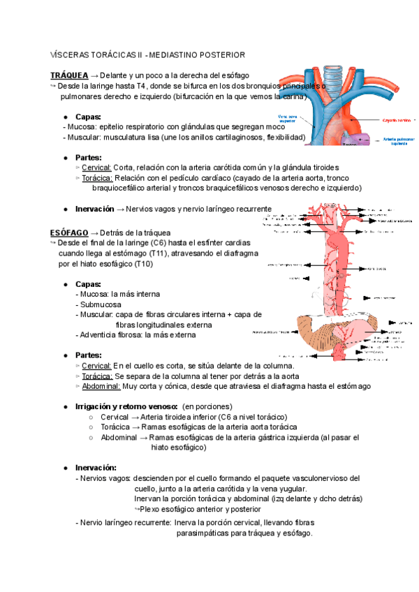 Miniatura del documento T8.1-Visceras-toracicas-II-Mediastino-posterior.pdf