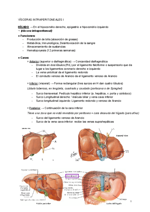 Miniatura del documento T13-Visceras-Intraperitoneales-I.pdf